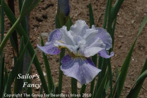 Sailor's Fancy.ddd07